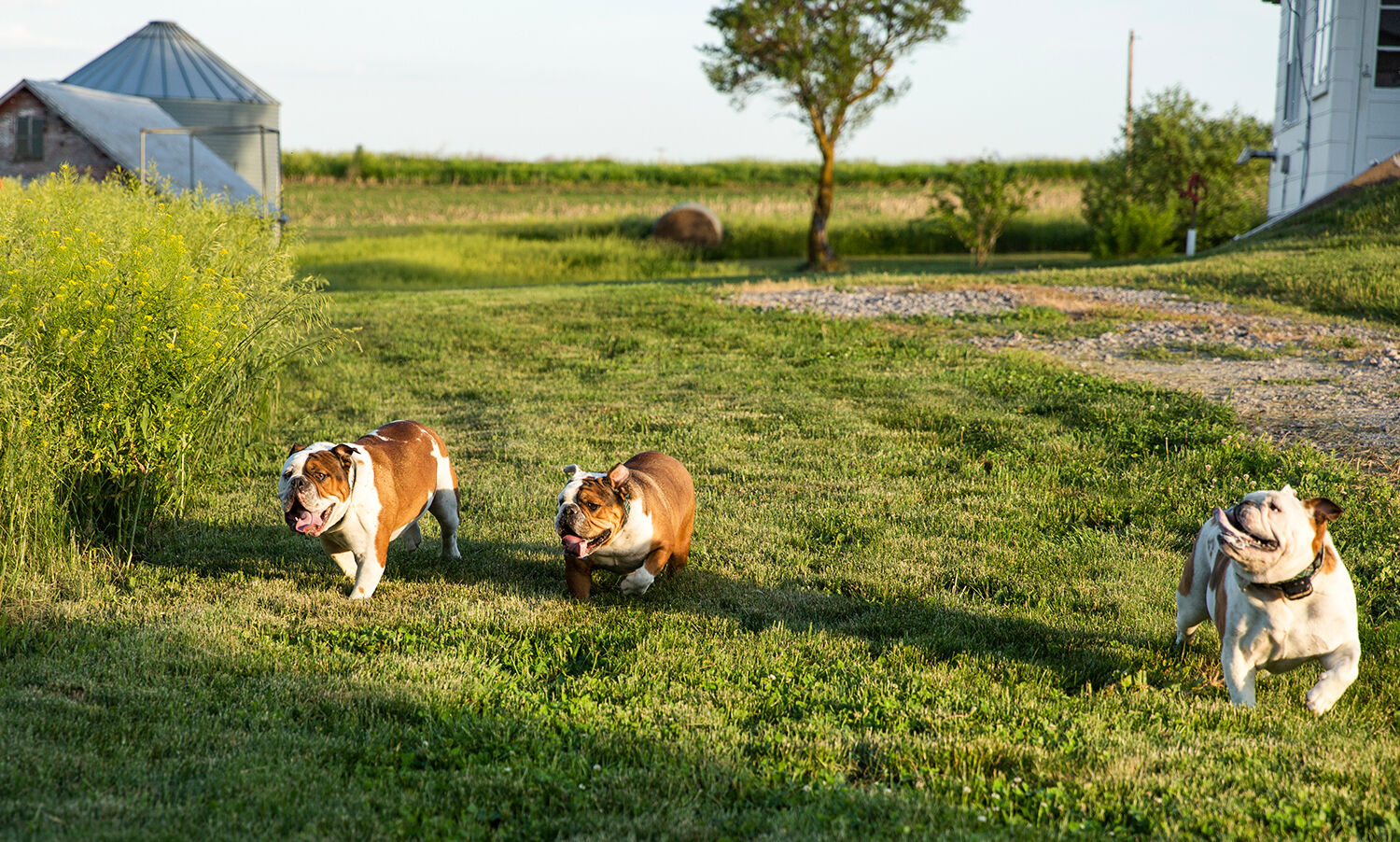 Suchan bulldogs